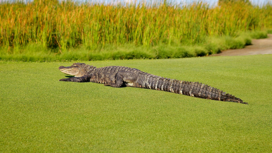 Wildlife on golf courses: a quick guide to management and protocol